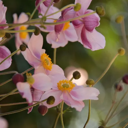 Heumanns Blockhaeuser Am Wald 度假村 *